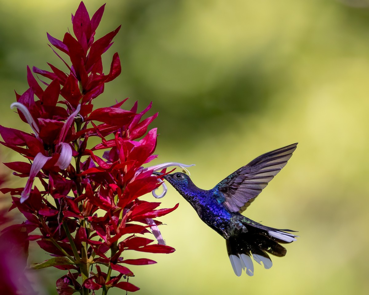 kolibřík fialkový - ML612776450