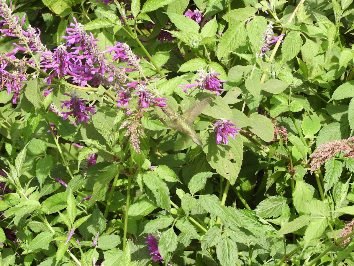 Colibri à gorge rubis - ML612776793