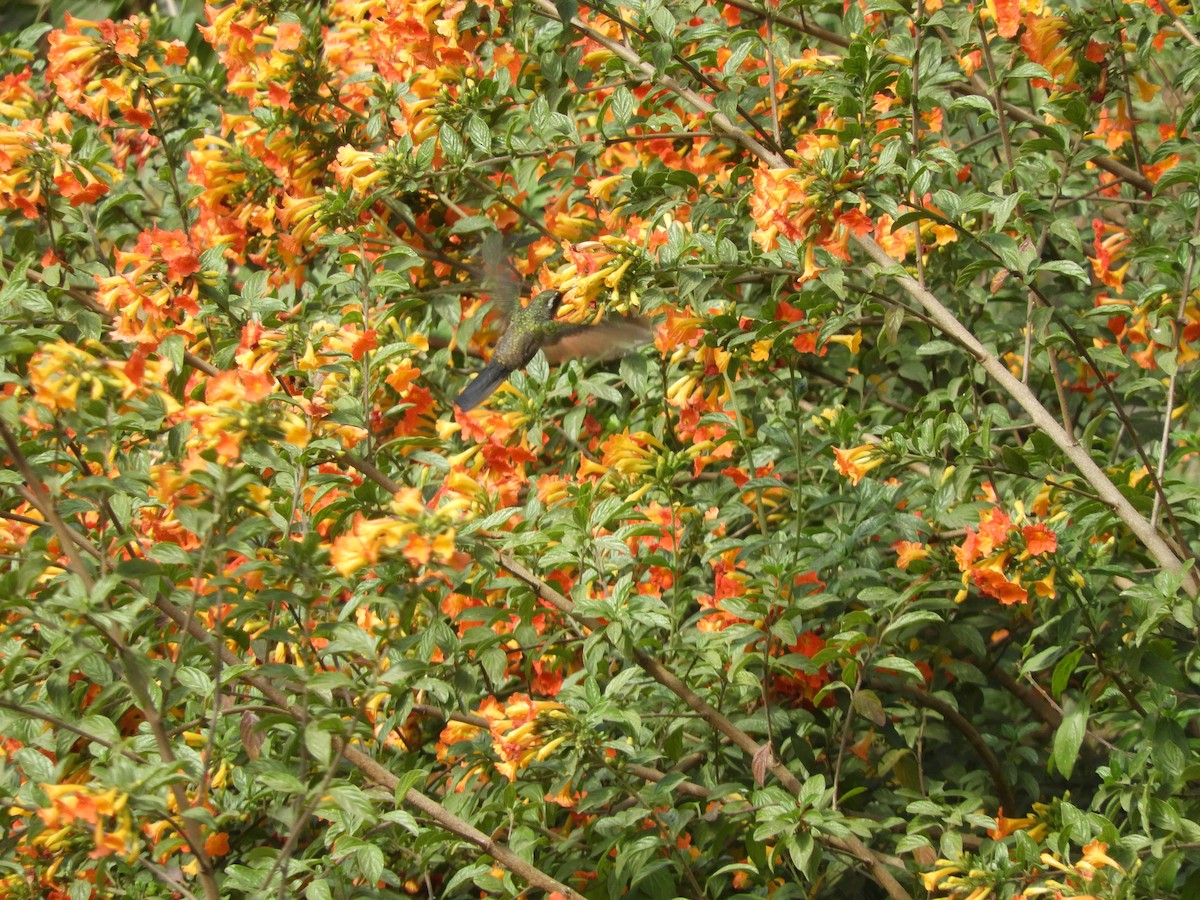 Green-throated Mountain-gem - Lance d'Ar