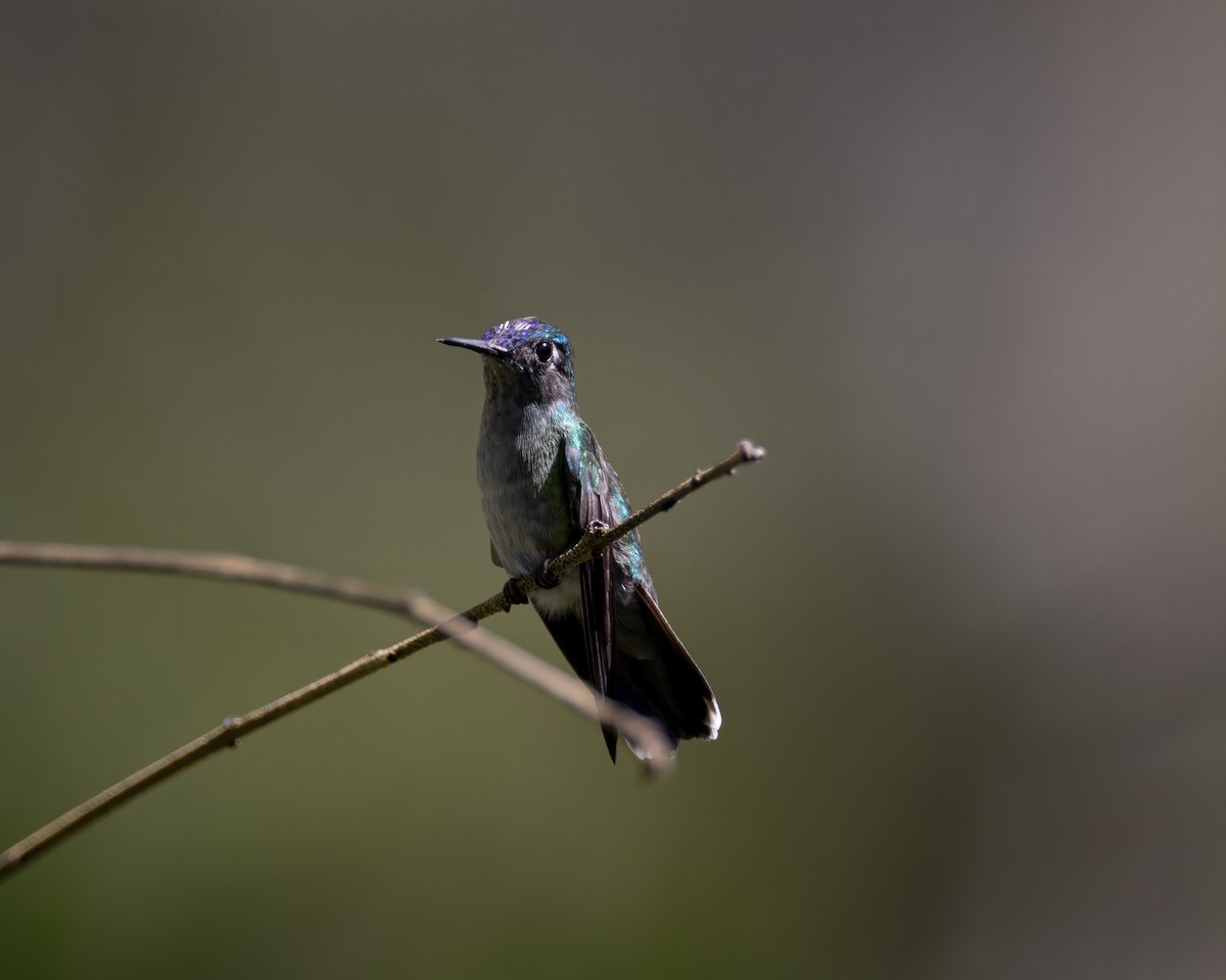 Violet-headed Hummingbird - Michelle MacKenzie
