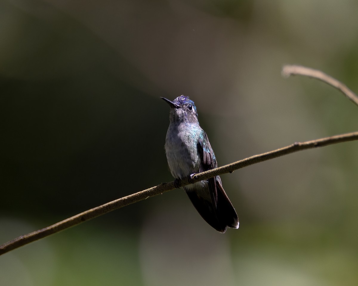 Violet-headed Hummingbird - Michelle MacKenzie