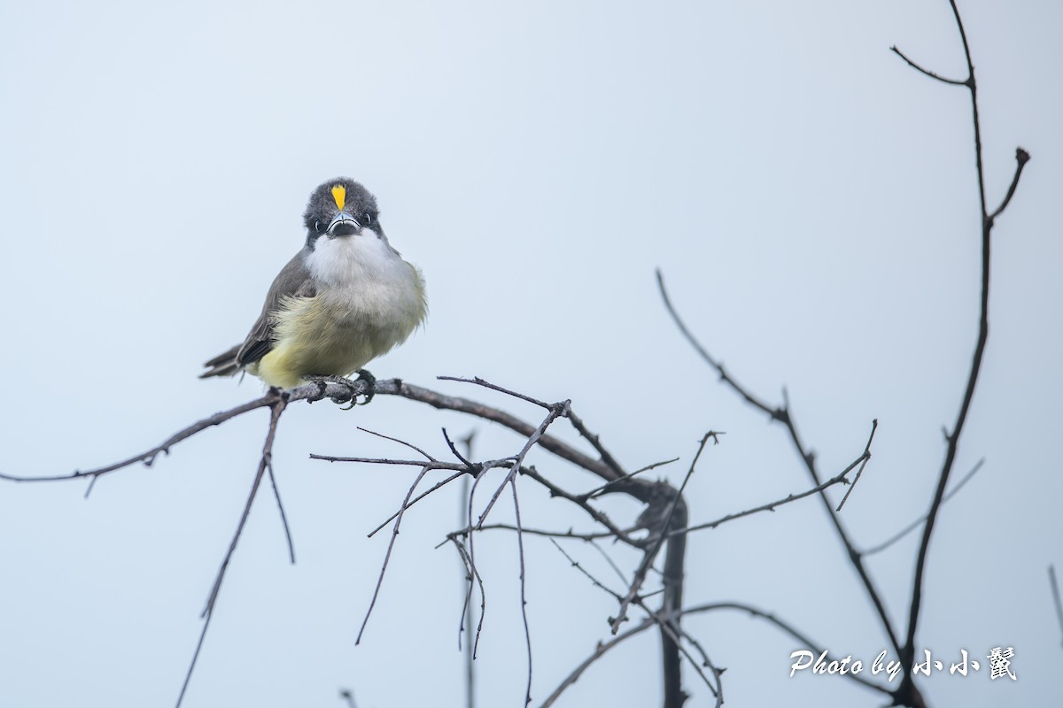 Thick-billed Kingbird - Hanyang Ye