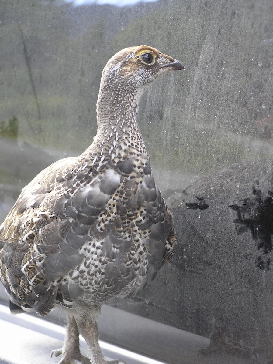 Sooty Grouse - ML612776971