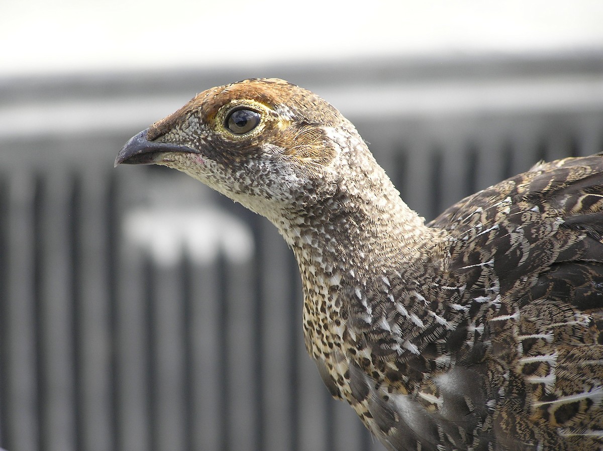 Sooty Grouse - ML612776972