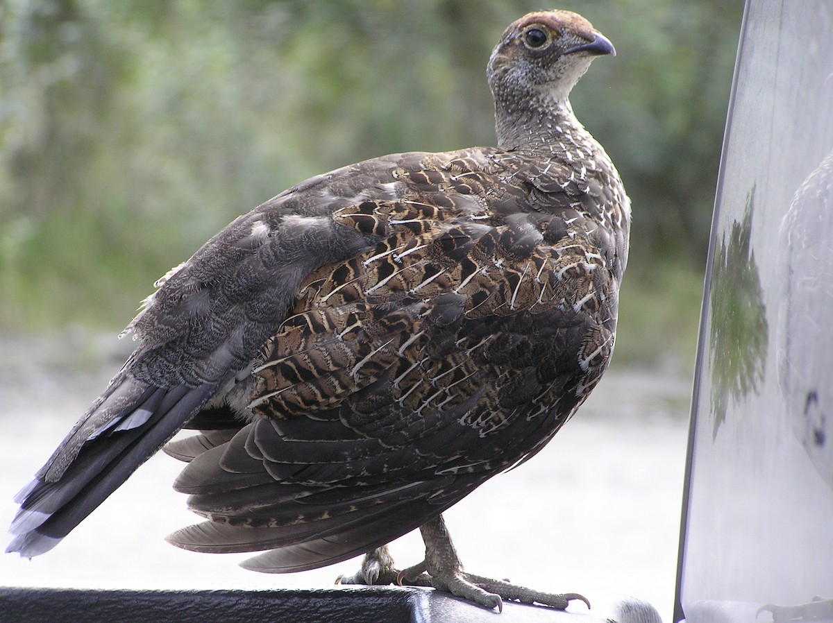 Sooty Grouse - ML612776973