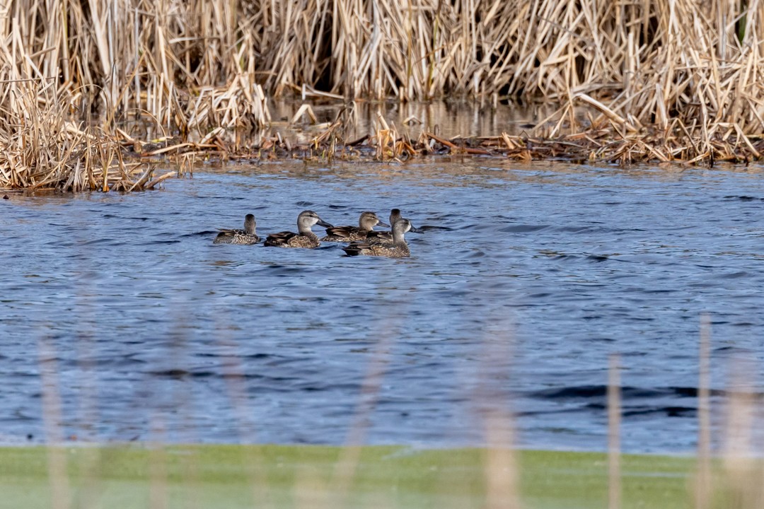 Blue-winged Teal - Kim McManus