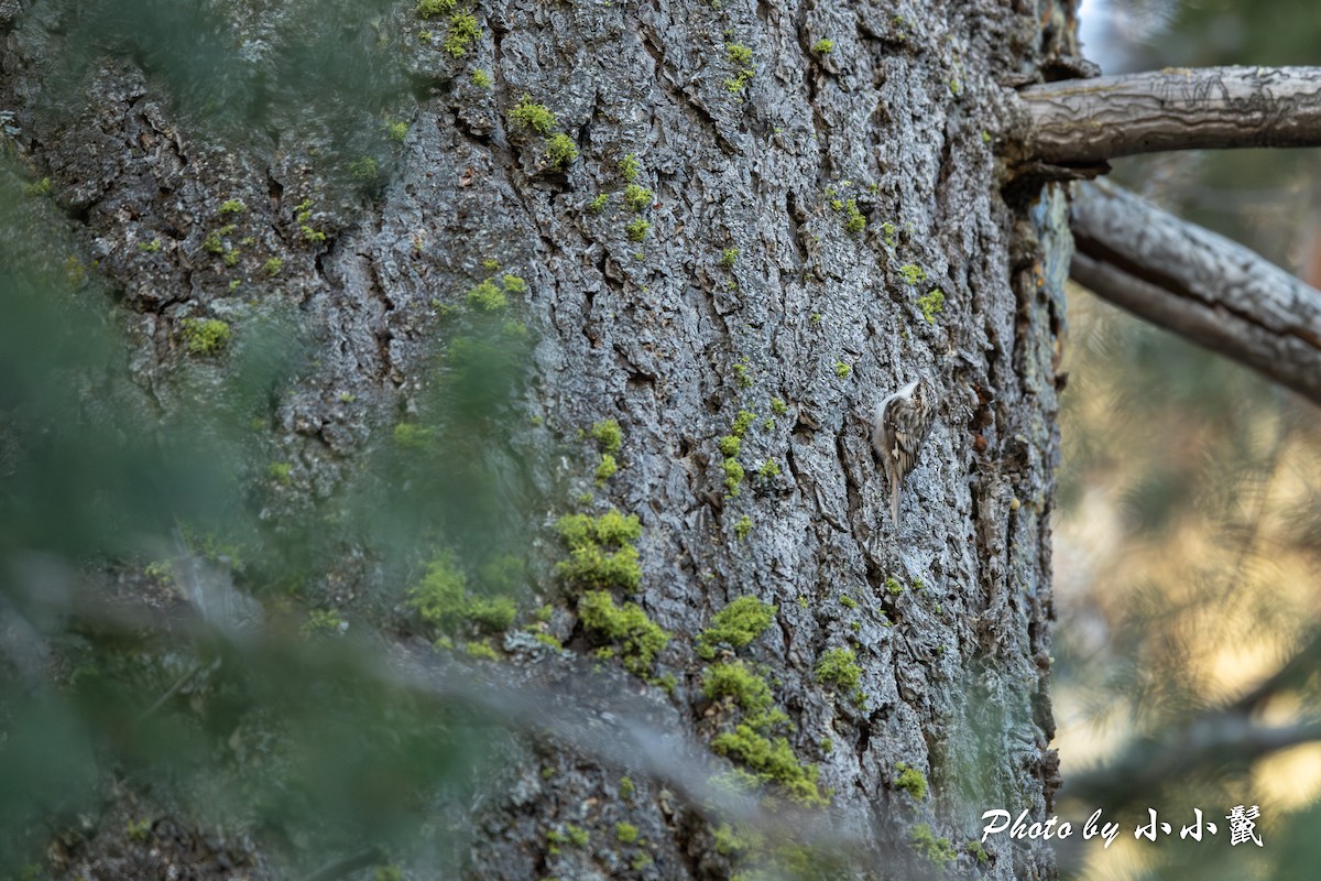 Brown Creeper - ML612777067