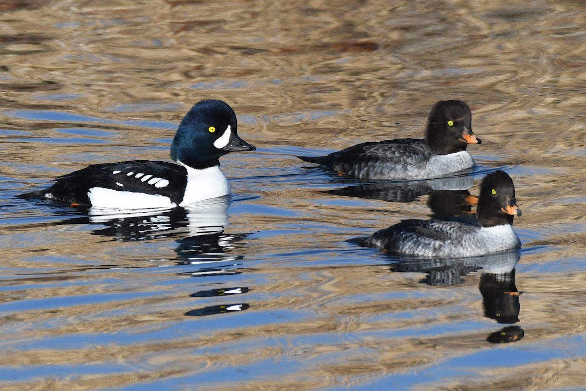 Barrow's Goldeneye - ML612777081