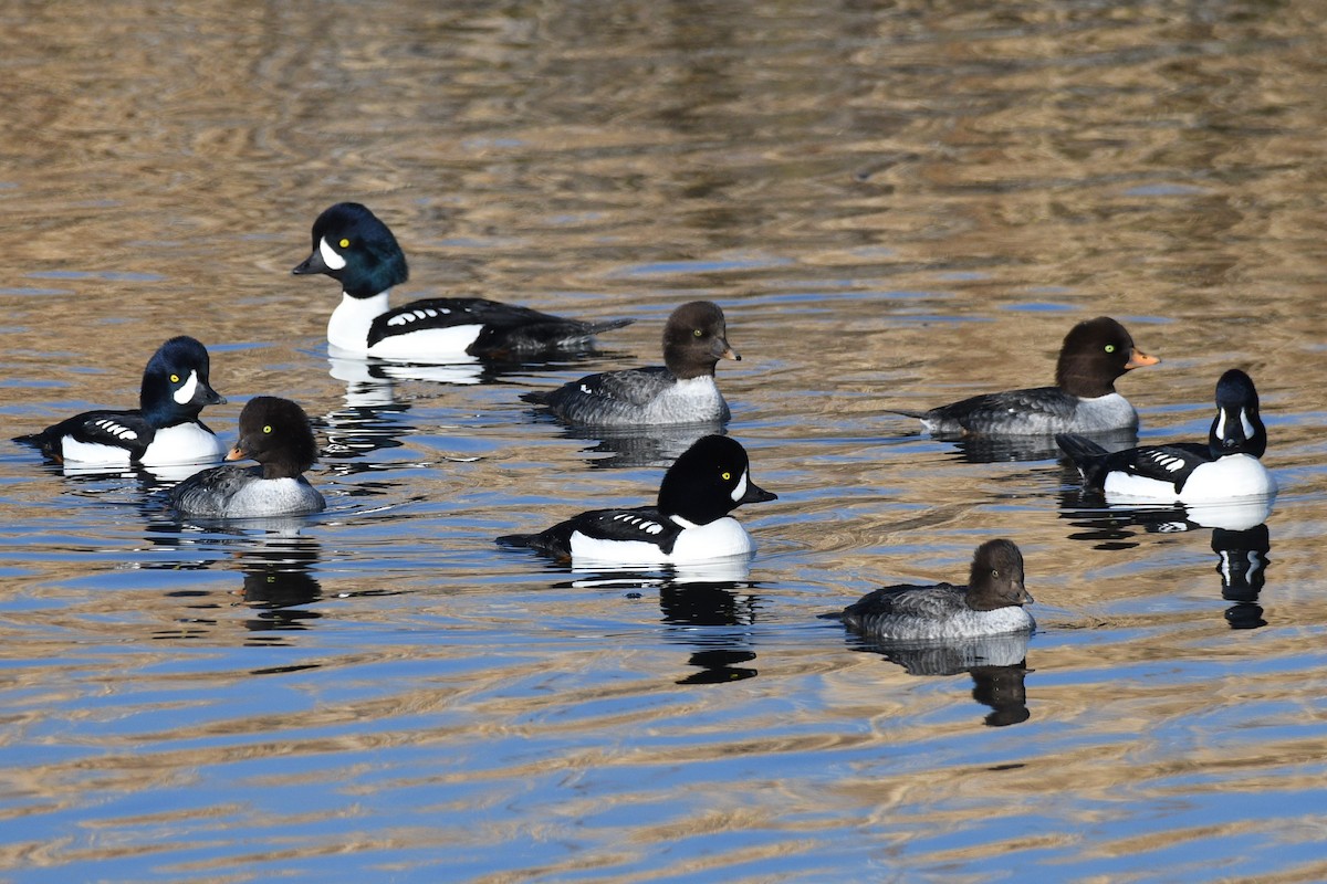 Barrow's Goldeneye - ML612777084