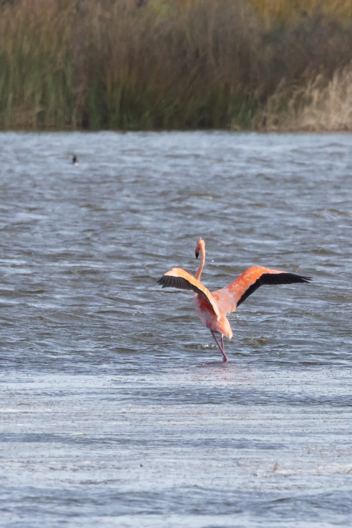 plameňák americký - ML612777091