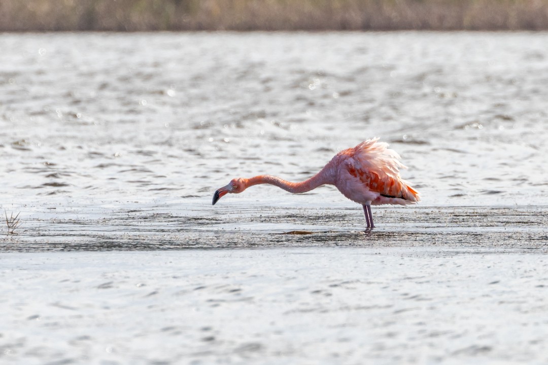 plameňák americký - ML612777093