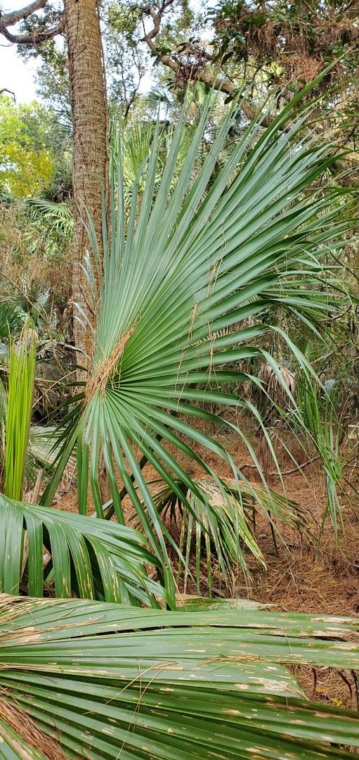 plameňák americký - ML612777094