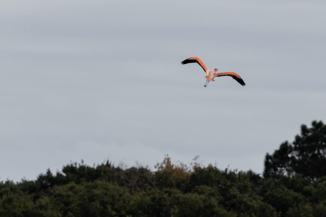 plameňák americký - ML612777095