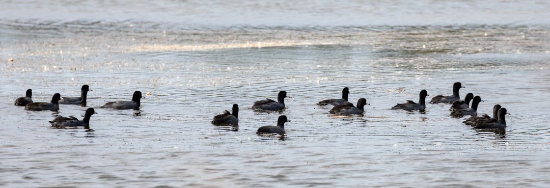 American Coot - Kim McManus