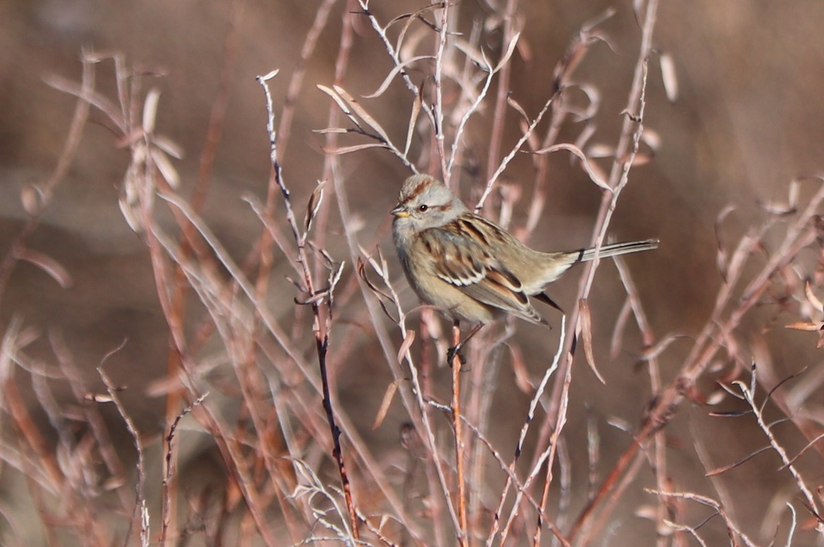 American Tree Sparrow - Gregg Goodrich