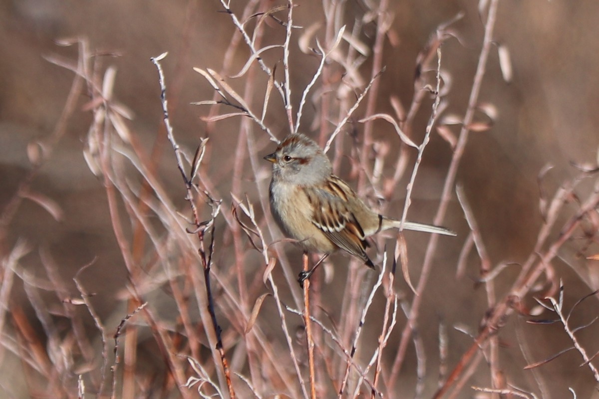 American Tree Sparrow - ML612777105