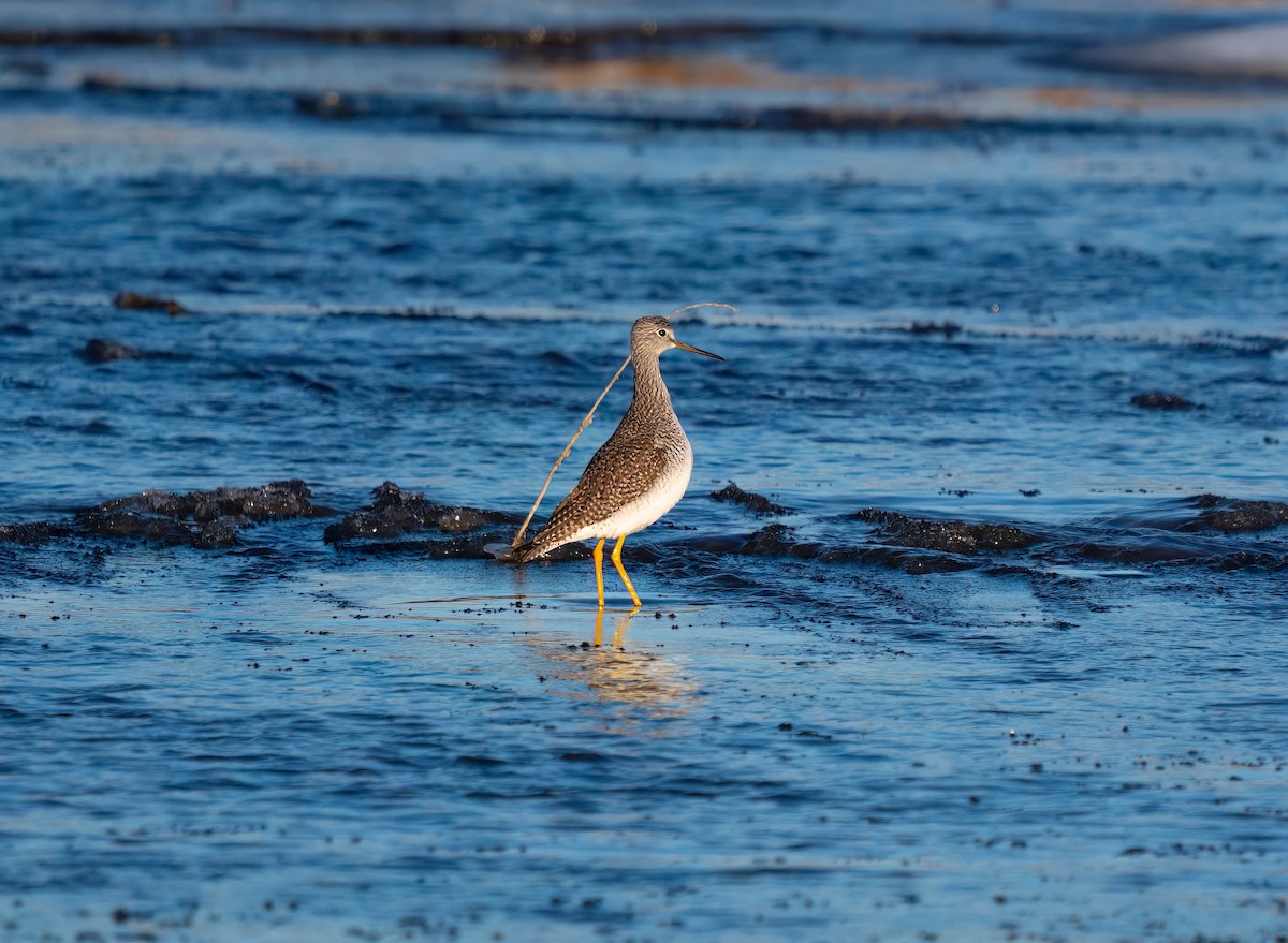 Greater Yellowlegs - ML612777186