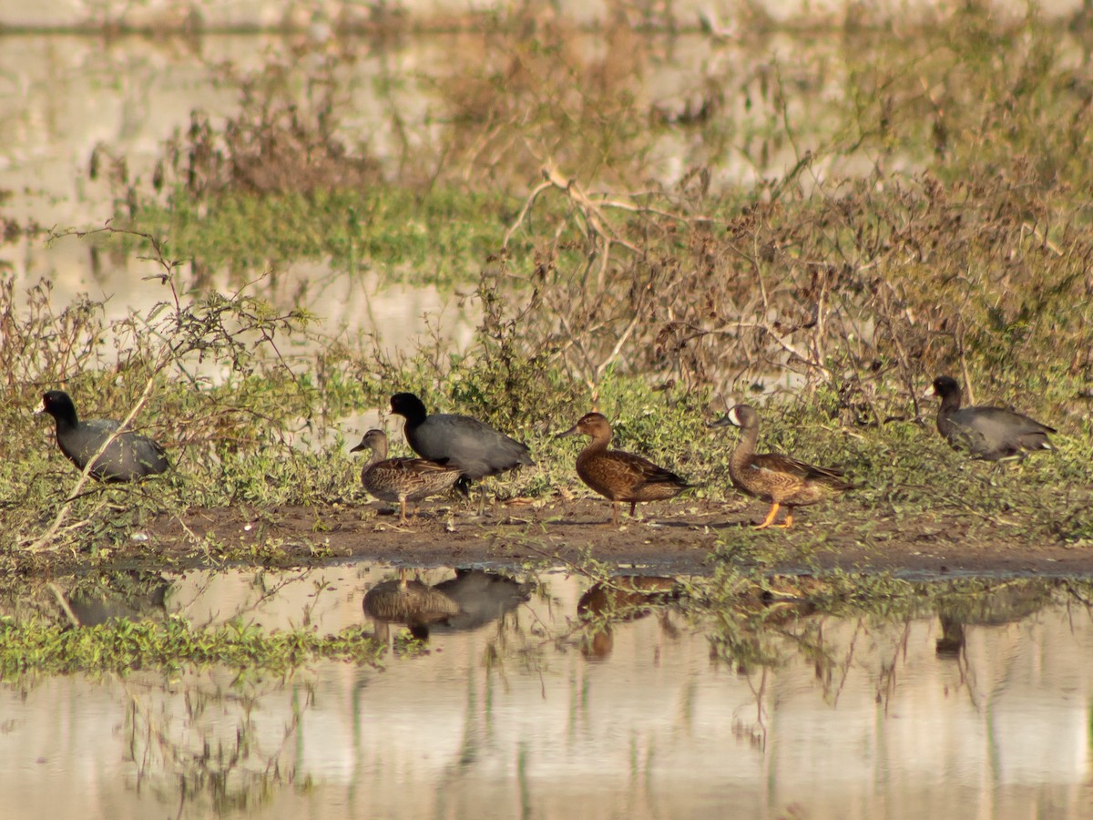 Blue-winged Teal - ML612777218