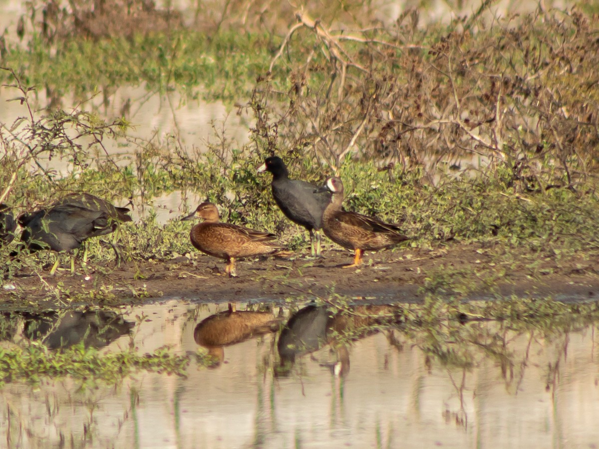 Cinnamon Teal - Alvaro Rojas 𝙌𝙧𝙤. 𝘽𝙞𝙧𝙙𝙞𝙣𝙜 𝙏𝙤𝙪𝙧𝙨