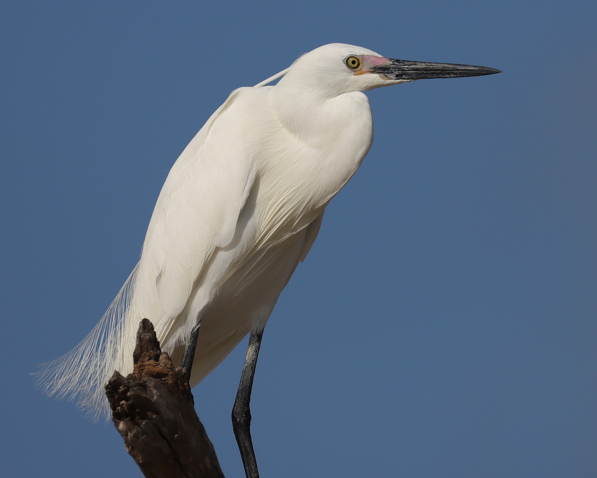 Little Egret (Australasian) - John Lowry