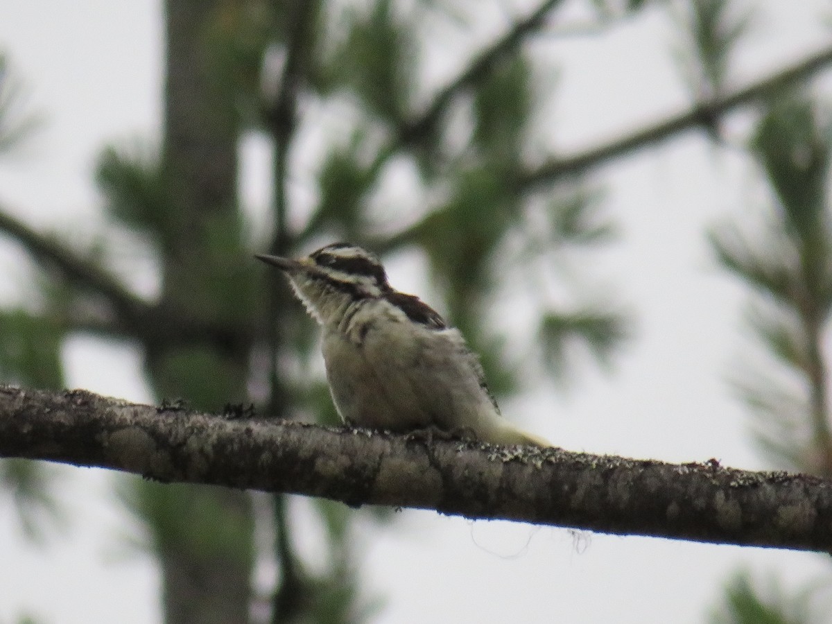 Downy Woodpecker - ML612777334