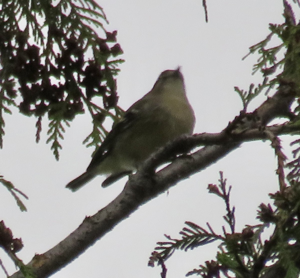 Cassin's Vireo - Ian M