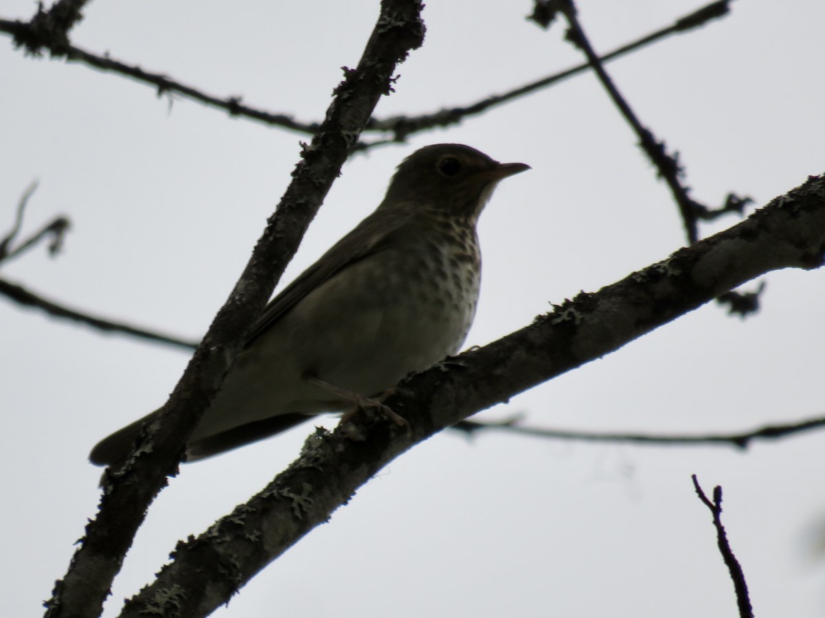 Hermit Thrush - ML612777348