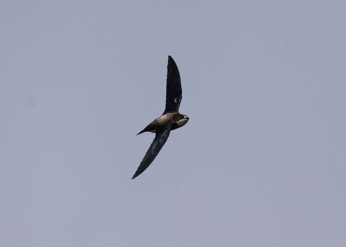 White-throated Needletail - ML612777393