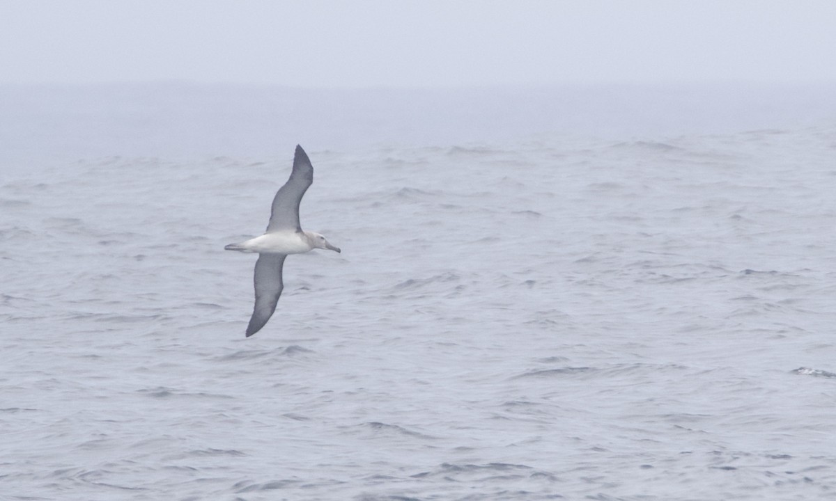 Salvin's Albatross - ML612777513