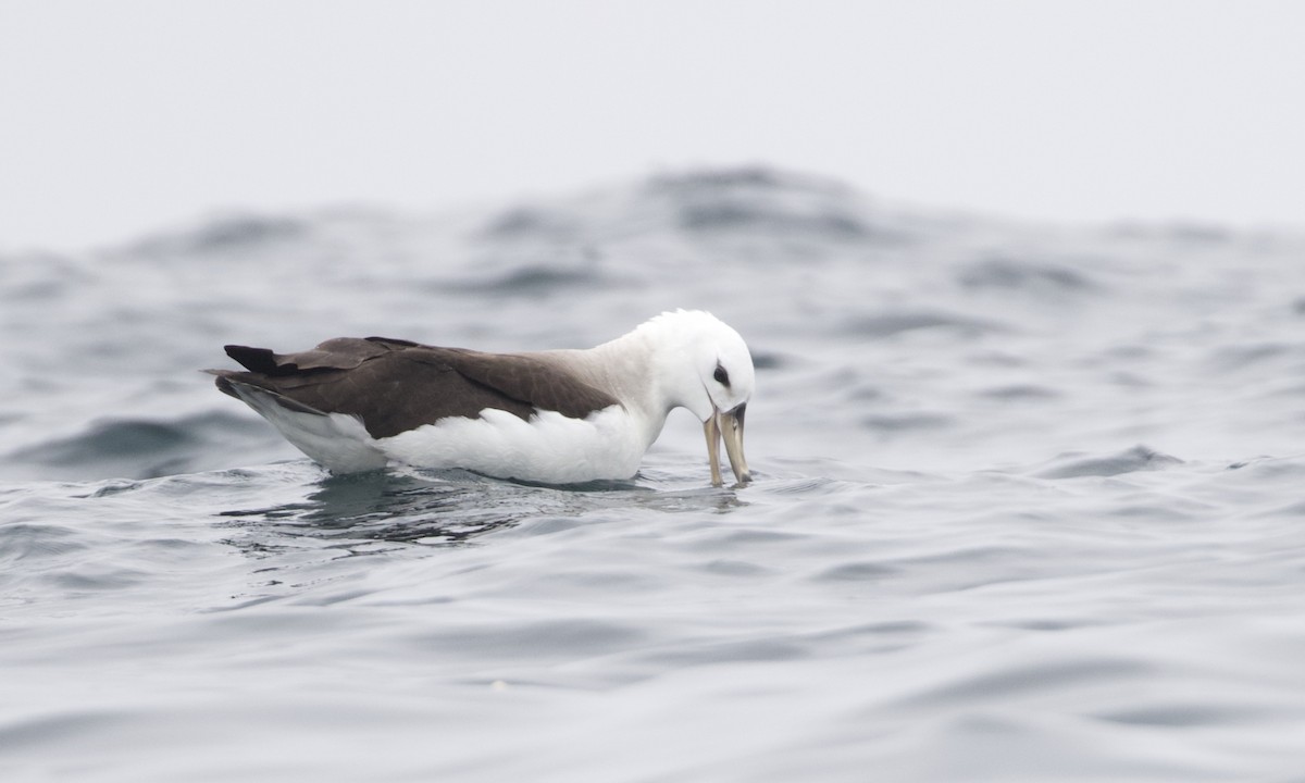 Black-browed Albatross - ML612777528