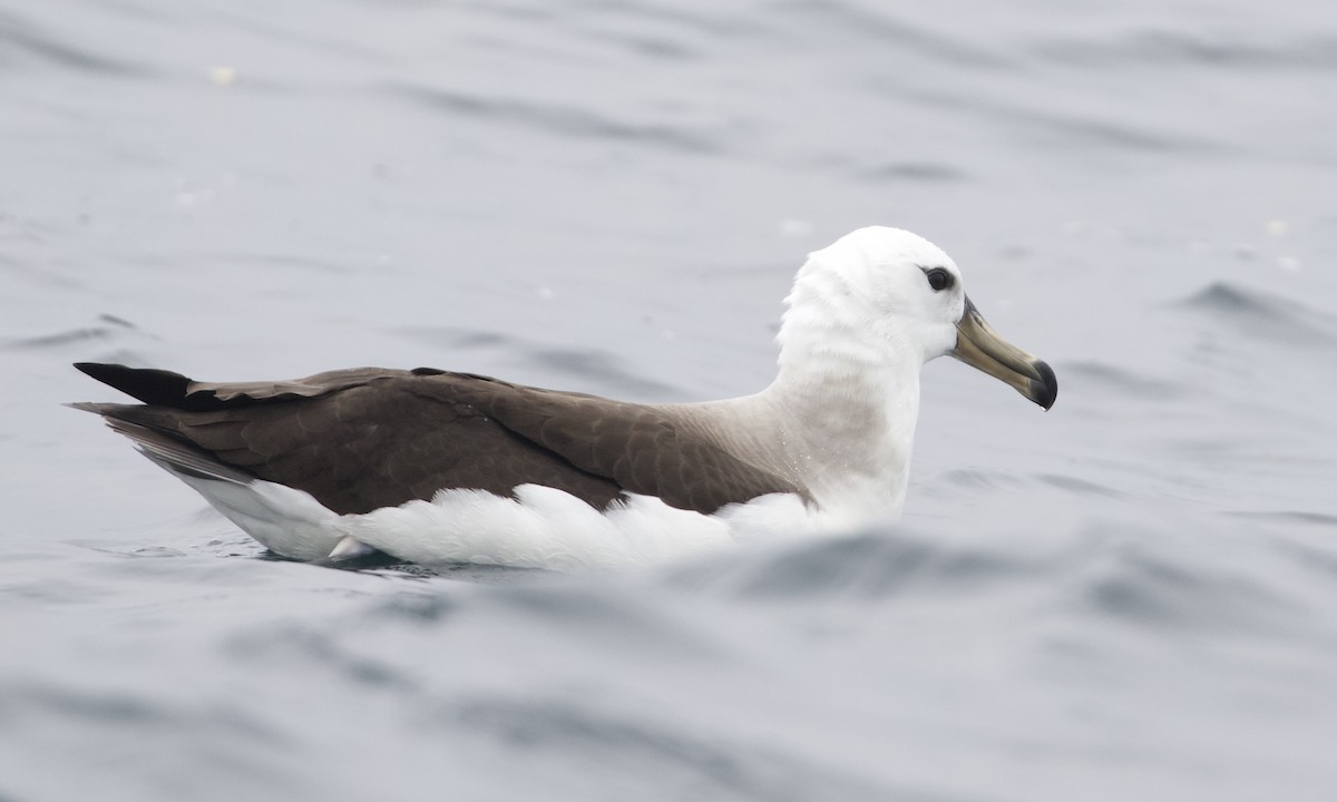 Black-browed Albatross - ML612777529