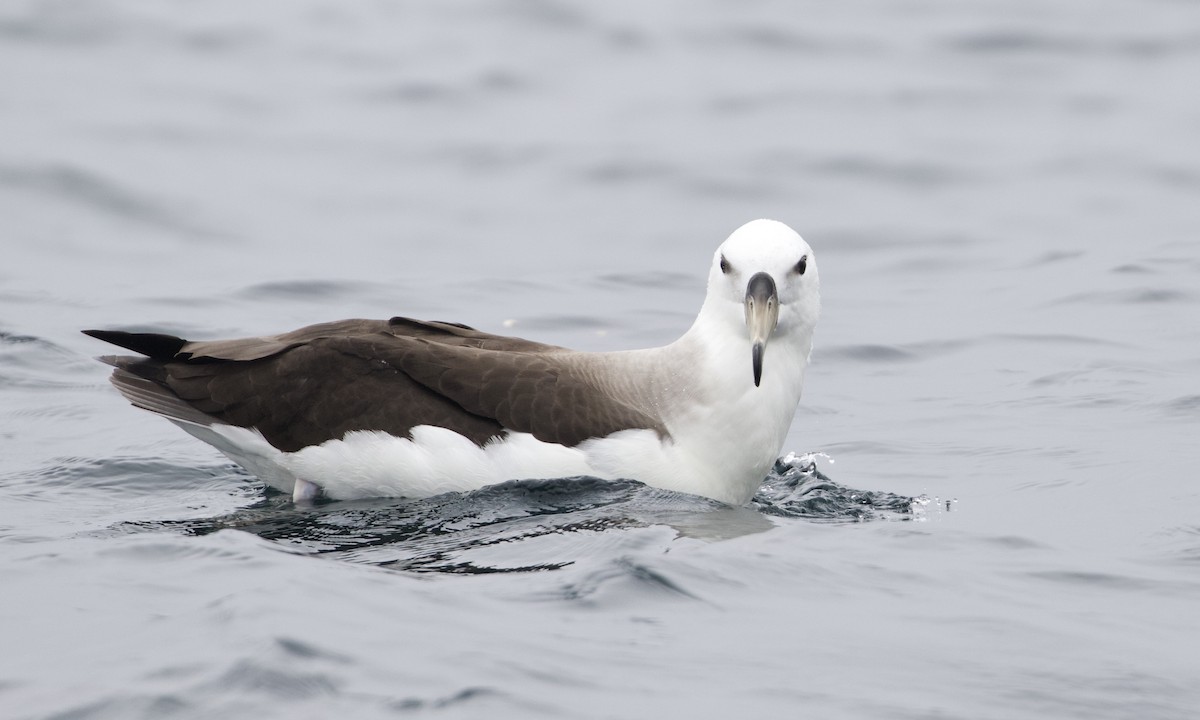 Black-browed Albatross - ML612777530