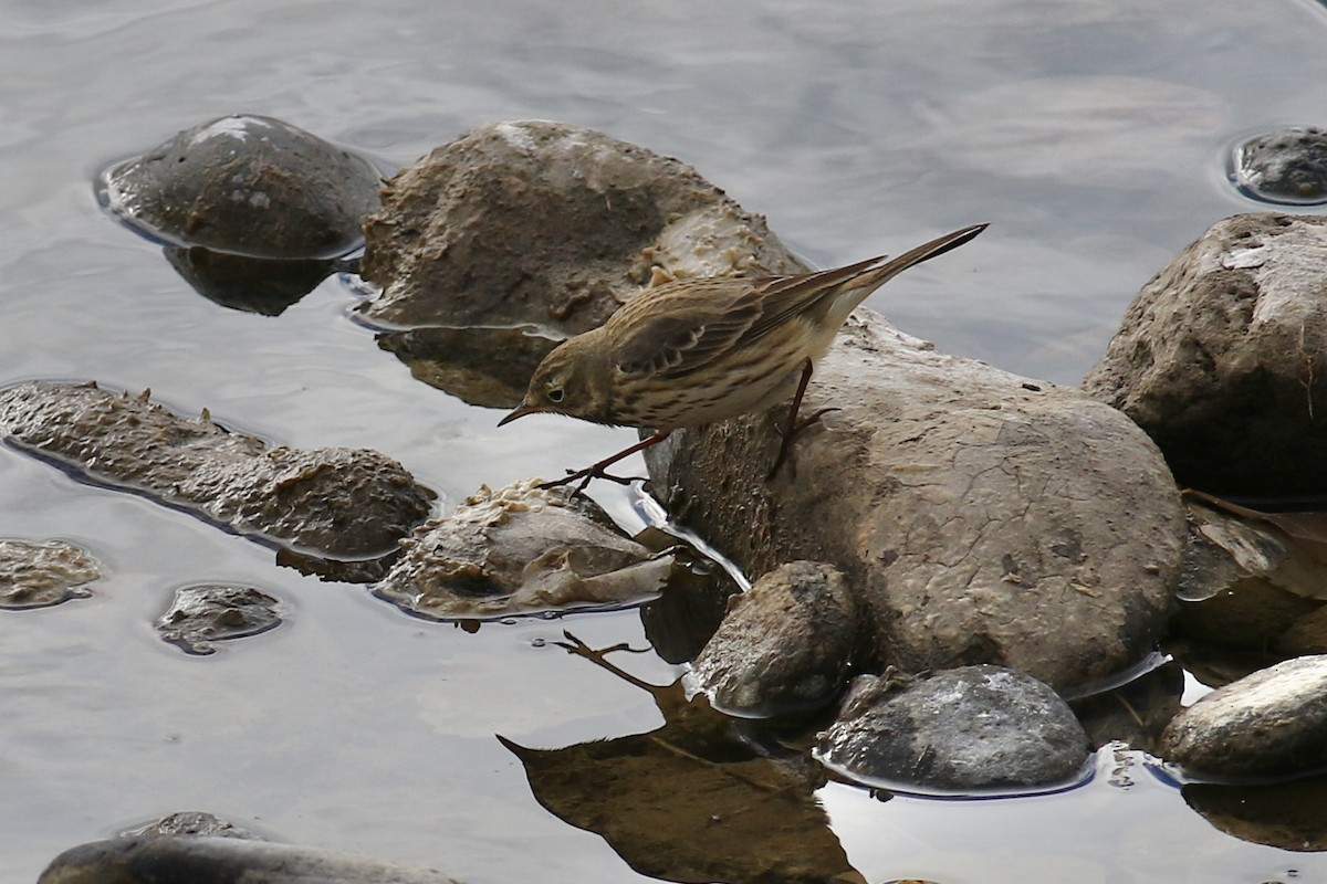 American Pipit - ML612777599