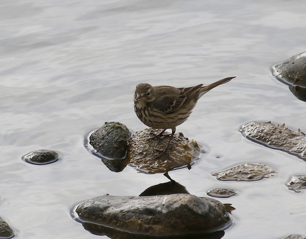 American Pipit - Sheridan Hardy