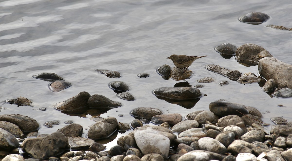 American Pipit - Sheridan Hardy