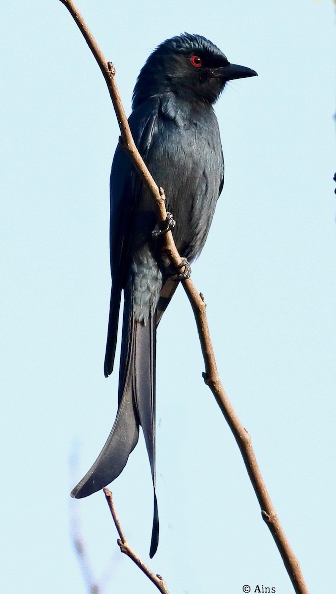 drongo kouřový - ML612777609