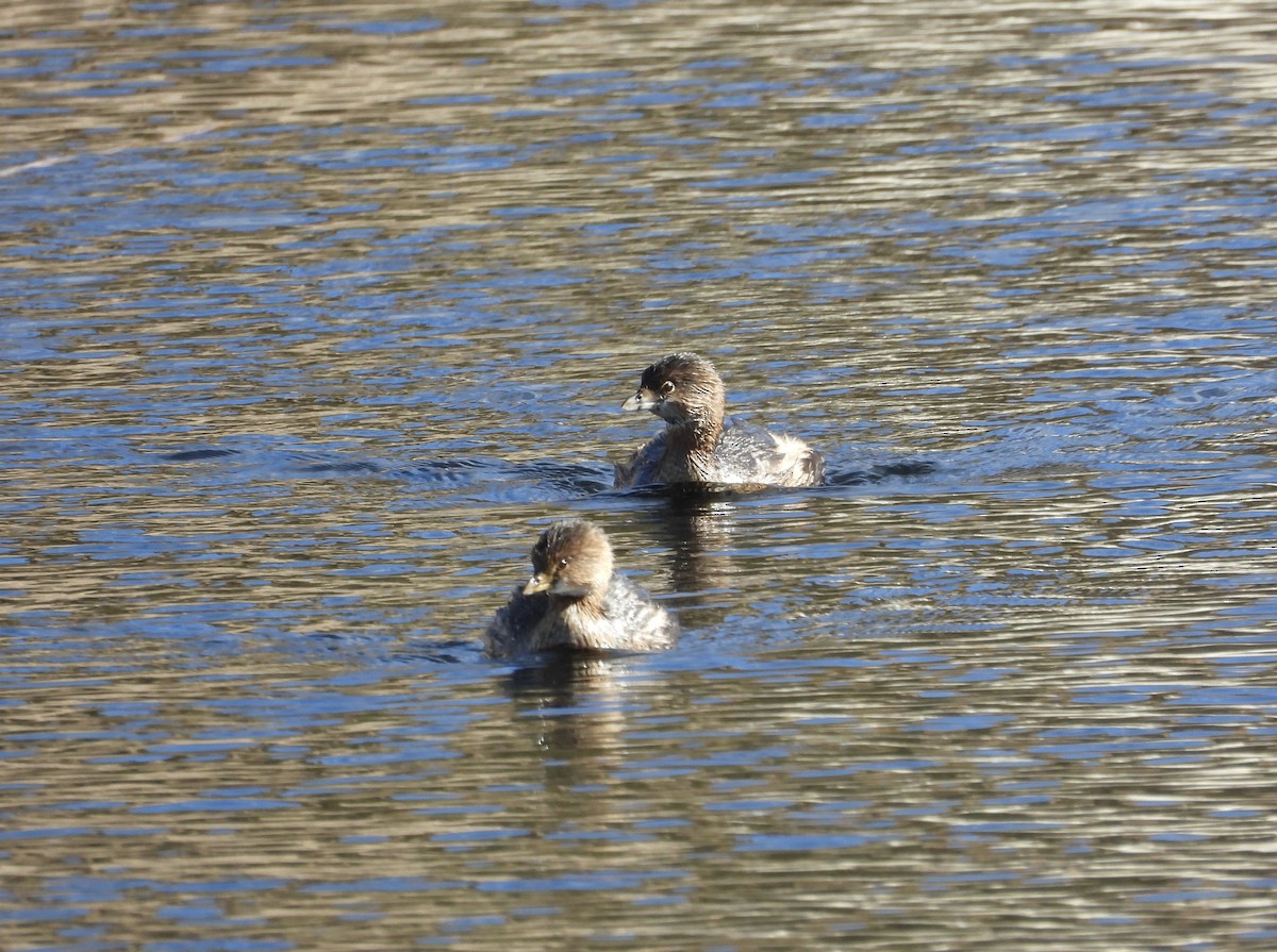 Pied-billed Grebe - ML612777612