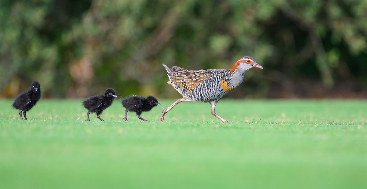 Buff-banded Rail - David Southall