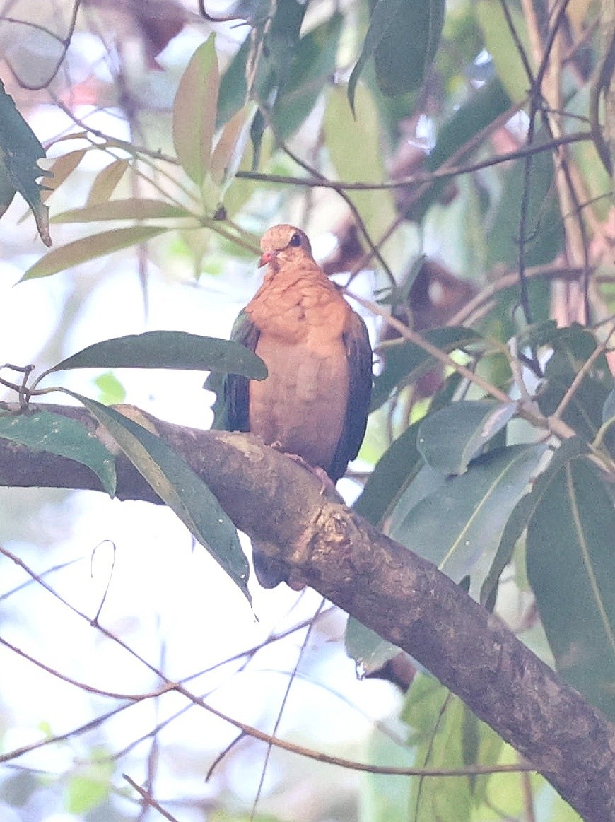 Asian Emerald Dove - ML612777706