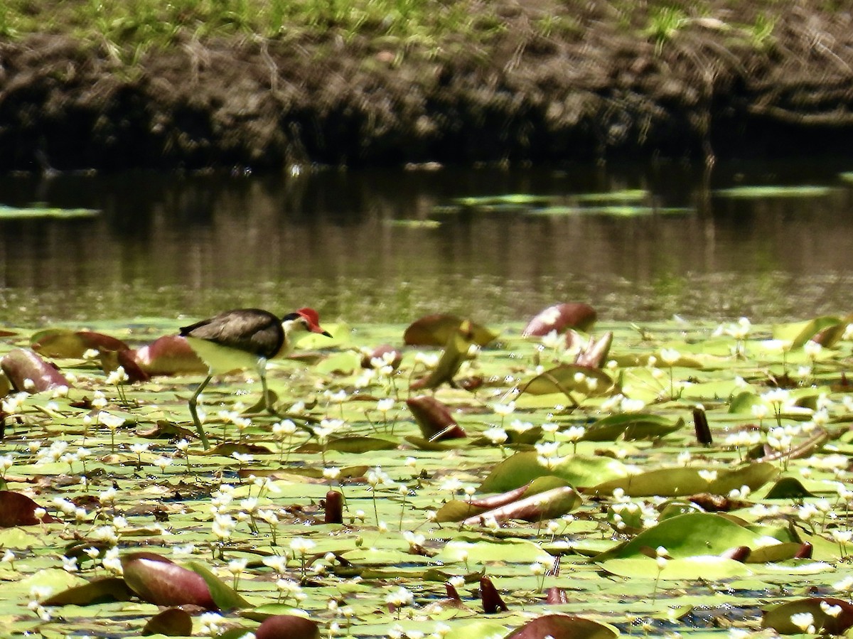 Jacana à crête - ML612777807