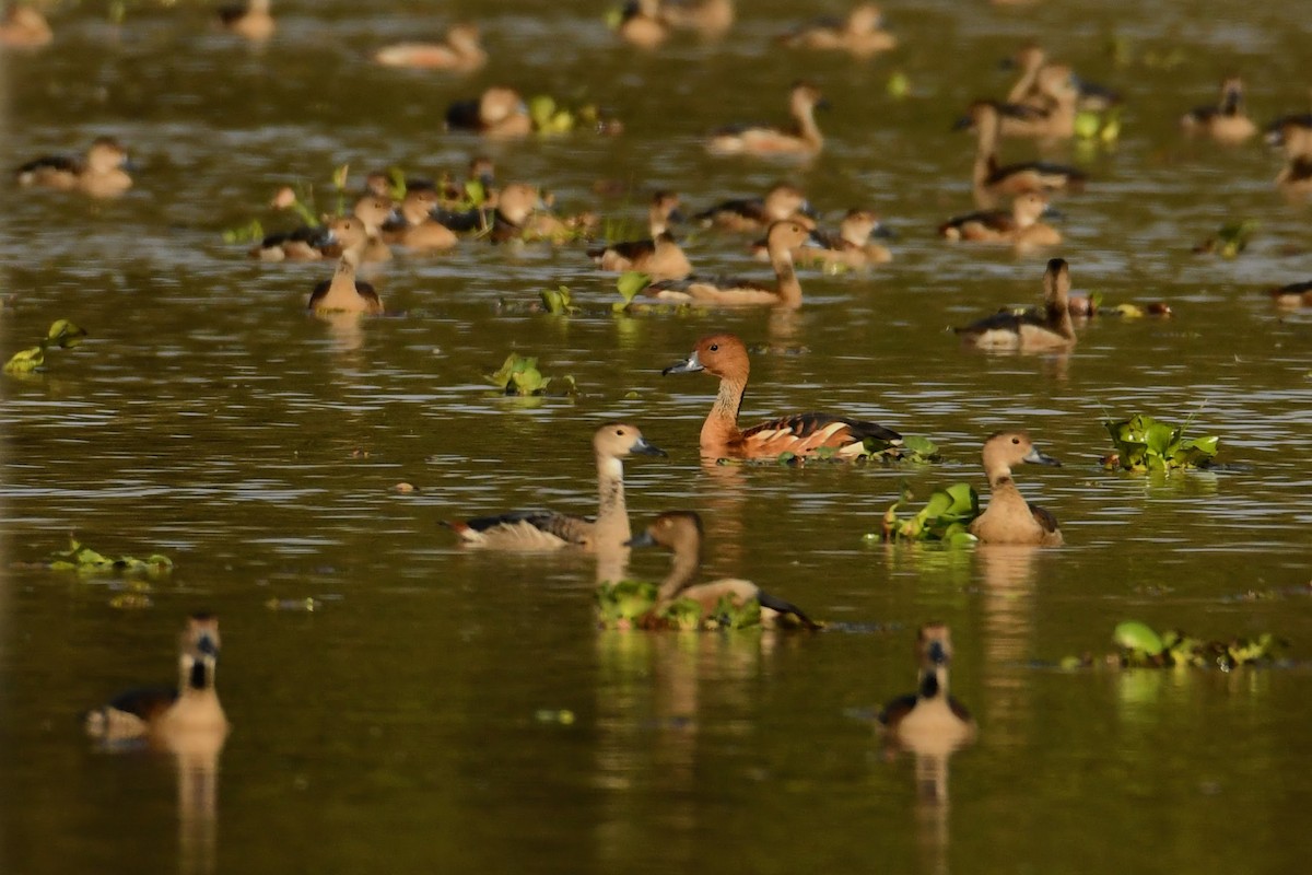 Fulvous Whistling-Duck - ML612777841