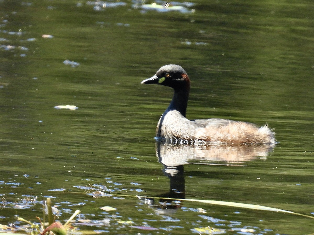 Australasian Grebe - Anita Flynn