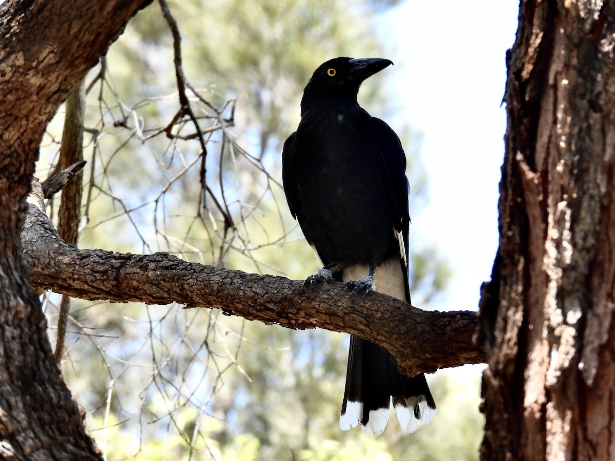 Pied Currawong - ML612777863