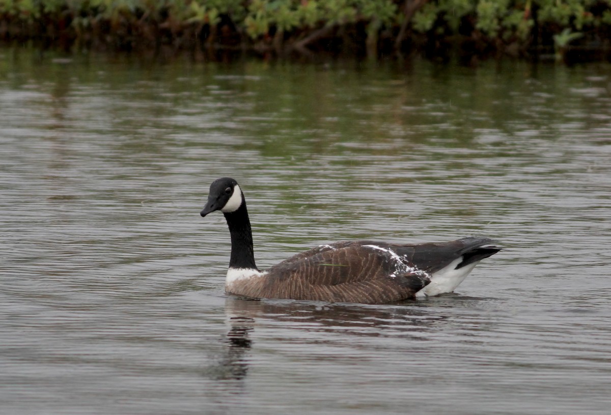 Cackling/Canada Goose - Ken Rosenberg