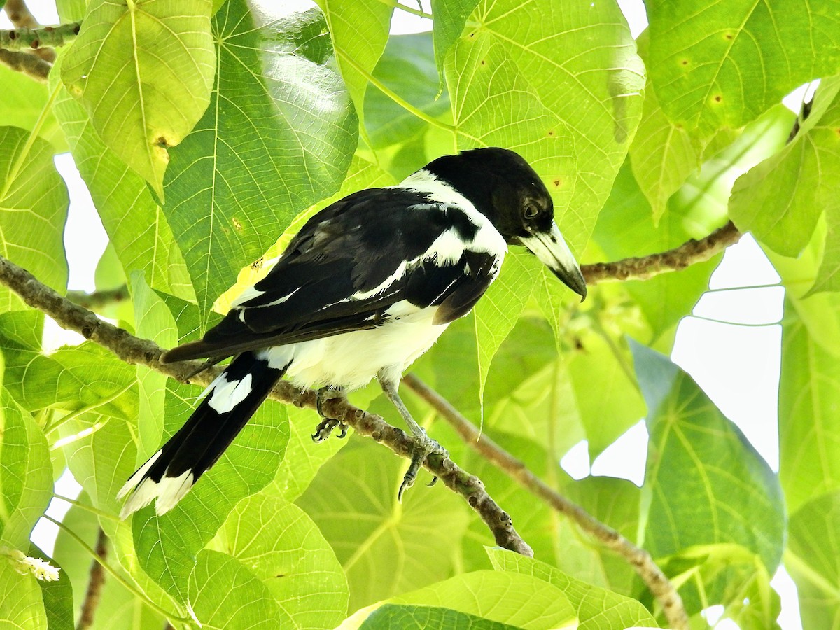 Pied Butcherbird - ML612777877
