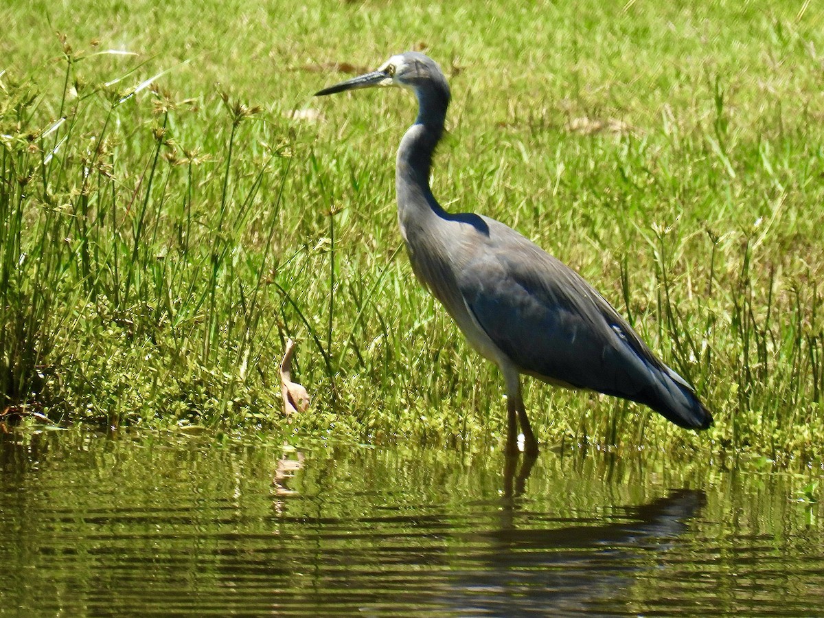 White-faced Heron - ML612777886
