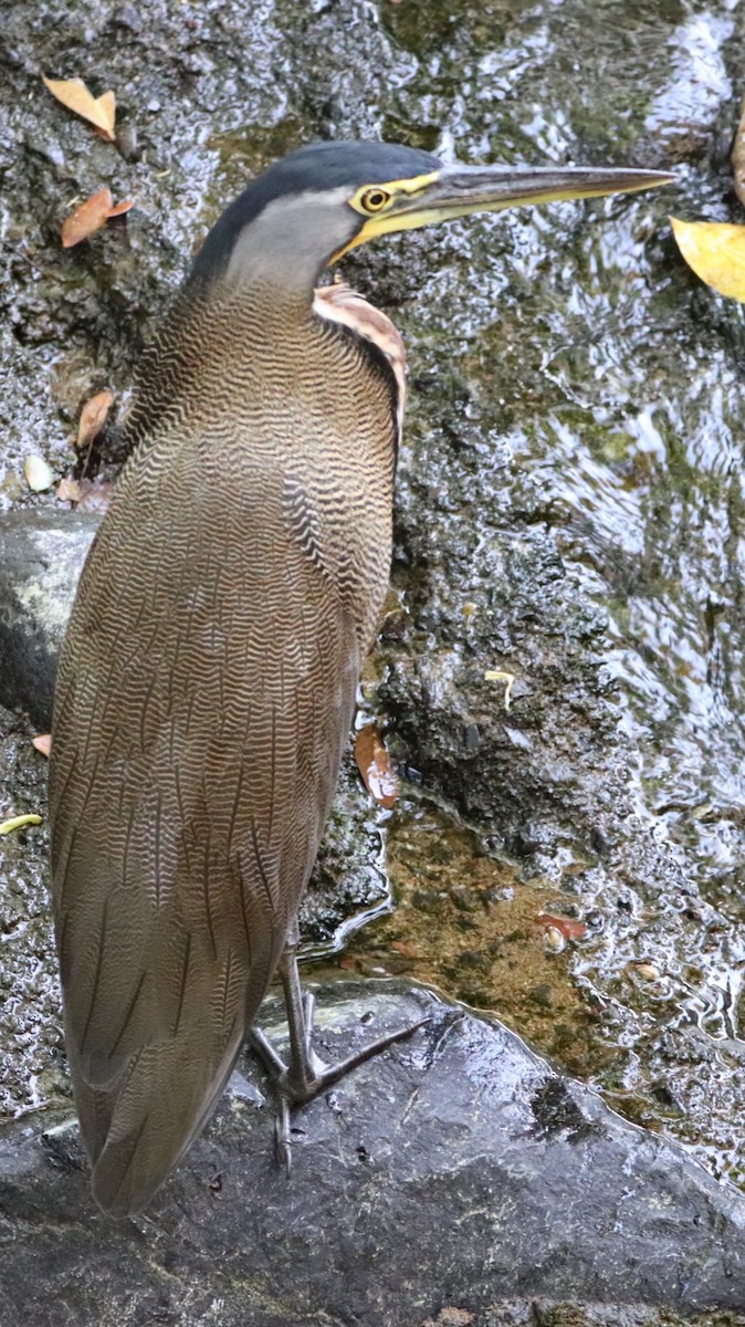 Bare-throated Tiger-Heron - ML612777944