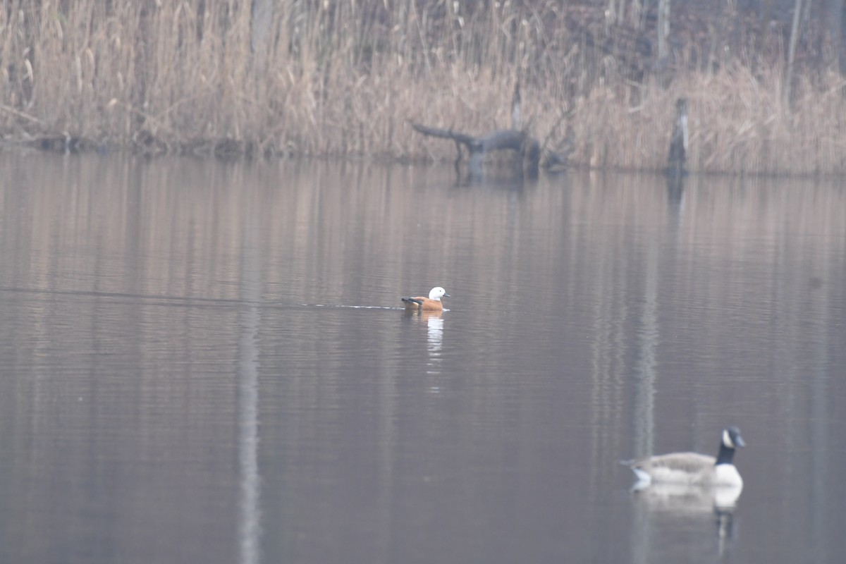 Paradise Shelduck - ML612777995