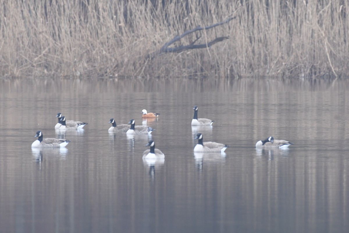 Paradise Shelduck - ML612777996