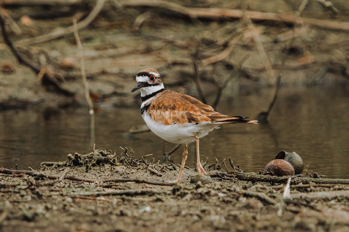 Killdeer - ML612778035